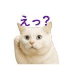 日常使い 猫がそばにいる（個別スタンプ：17）