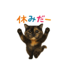 日常使い 猫がそばにいる（個別スタンプ：18）