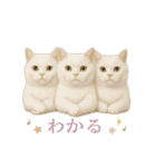 日常使い 猫がそばにいる（個別スタンプ：20）