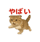 日常使い 猫がそばにいる（個別スタンプ：21）
