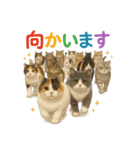 日常使い 猫がそばにいる（個別スタンプ：25）