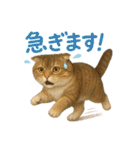 日常使い 猫がそばにいる（個別スタンプ：31）