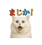 日常使い 猫がそばにいる（個別スタンプ：32）