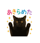 日常使い 猫がそばにいる（個別スタンプ：34）