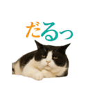 日常使い 猫がそばにいる（個別スタンプ：35）