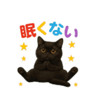 日常使い 猫がそばにいる（個別スタンプ：39）