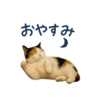 日常使い 猫がそばにいる（個別スタンプ：40）