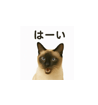 シャム猫の日常風景（個別スタンプ：1）