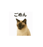 シャム猫の日常風景（個別スタンプ：2）