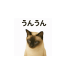 シャム猫の日常風景（個別スタンプ：3）