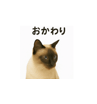 シャム猫の日常風景（個別スタンプ：4）