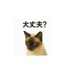 シャム猫の日常風景（個別スタンプ：5）