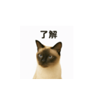 シャム猫の日常風景（個別スタンプ：7）