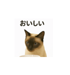 シャム猫の日常風景（個別スタンプ：8）