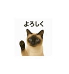シャム猫の日常風景（個別スタンプ：9）