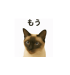 シャム猫の日常風景（個別スタンプ：12）