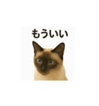 シャム猫の日常風景（個別スタンプ：16）