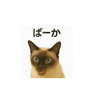 シャム猫の日常風景（個別スタンプ：17）