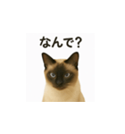 シャム猫の日常風景（個別スタンプ：18）