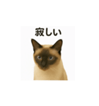 シャム猫の日常風景（個別スタンプ：19）
