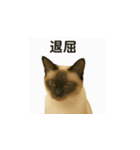 シャム猫の日常風景（個別スタンプ：21）