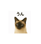 シャム猫の日常風景（個別スタンプ：22）
