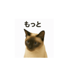 シャム猫の日常風景（個別スタンプ：23）