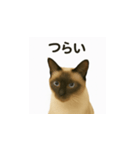 シャム猫の日常風景（個別スタンプ：24）