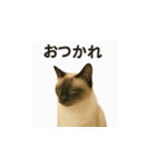 シャム猫の日常風景（個別スタンプ：25）