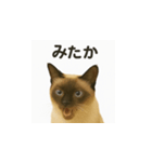シャム猫の日常風景（個別スタンプ：28）