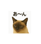 シャム猫の日常風景（個別スタンプ：29）