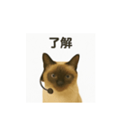 シャム猫の日常風景（個別スタンプ：30）