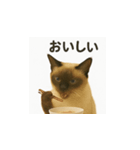 シャム猫の日常風景（個別スタンプ：31）