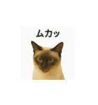 シャム猫の日常風景（個別スタンプ：32）