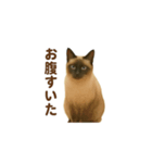 シャム猫の日常風景（個別スタンプ：33）