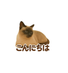 シャム猫の日常風景（個別スタンプ：34）