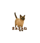 シャム猫の日常風景（個別スタンプ：35）