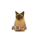 シャム猫の日常風景（個別スタンプ：36）
