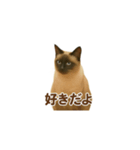 シャム猫の日常風景（個別スタンプ：37）