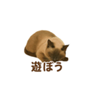 シャム猫の日常風景（個別スタンプ：38）