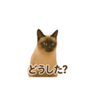 シャム猫の日常風景（個別スタンプ：39）