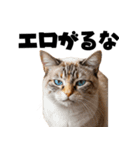 エロがる猫（個別スタンプ：1）