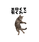 エロがる猫（個別スタンプ：3）
