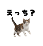 エロがる猫（個別スタンプ：4）