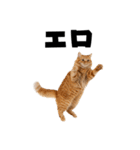 エロがる猫（個別スタンプ：5）