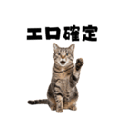 エロがる猫（個別スタンプ：6）