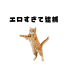 エロがる猫（個別スタンプ：7）