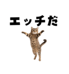 エロがる猫（個別スタンプ：8）
