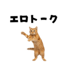 エロがる猫（個別スタンプ：9）