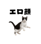 エロがる猫（個別スタンプ：10）